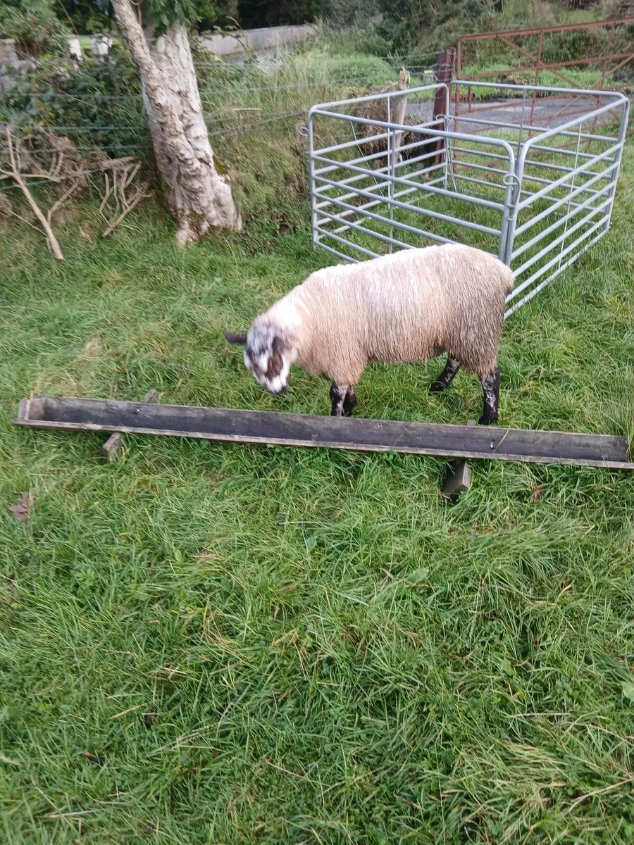 2 ram lambs - Image 4