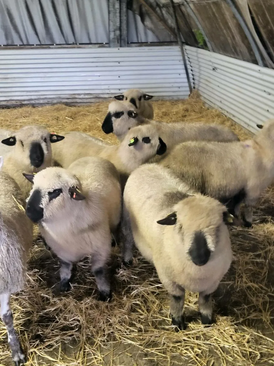 SIS Pedigree Hampshire Down Ram Lambs - Image 1