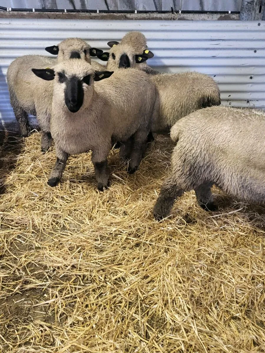 SIS Pedigree Hampshire Down Ram Lambs - Image 3