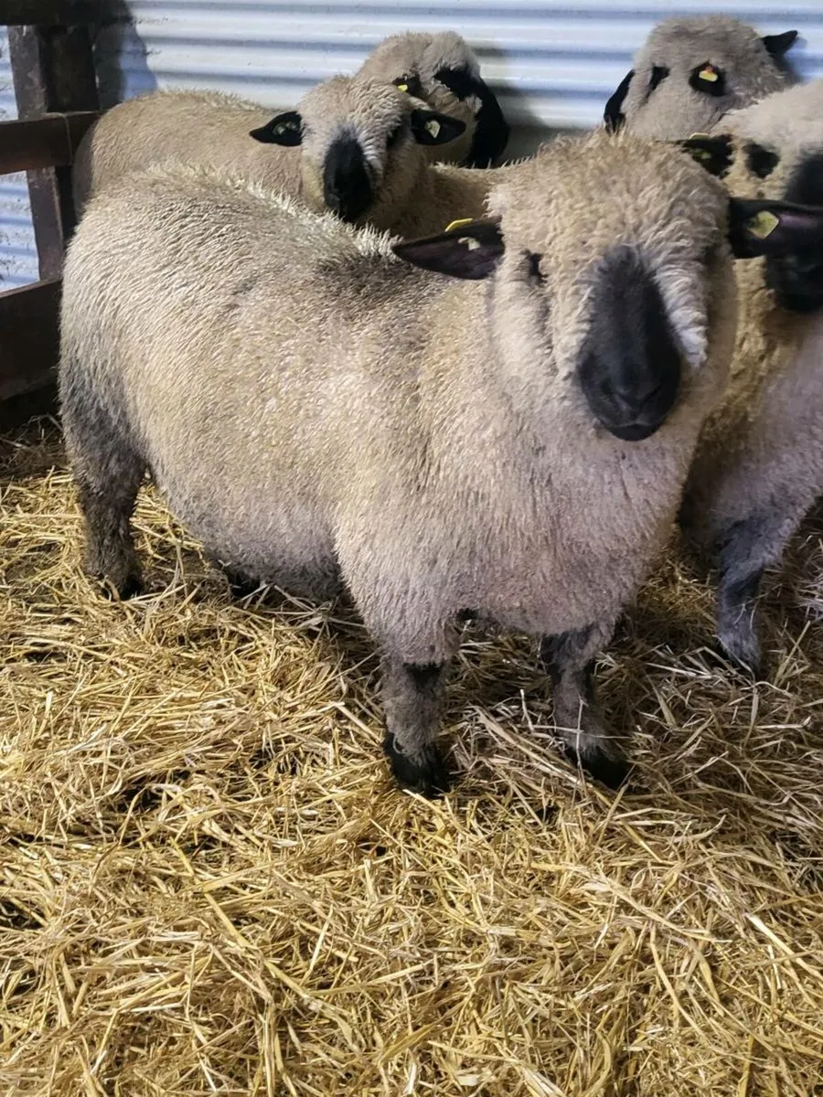 SIS Pedigree Hampshire Down Ram Lambs - Image 2