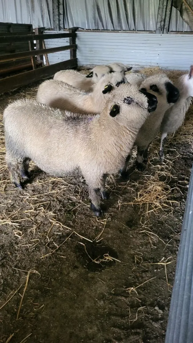⭐️Pedigree Hampshire Down Ram Lambs⭐️ - Image 2