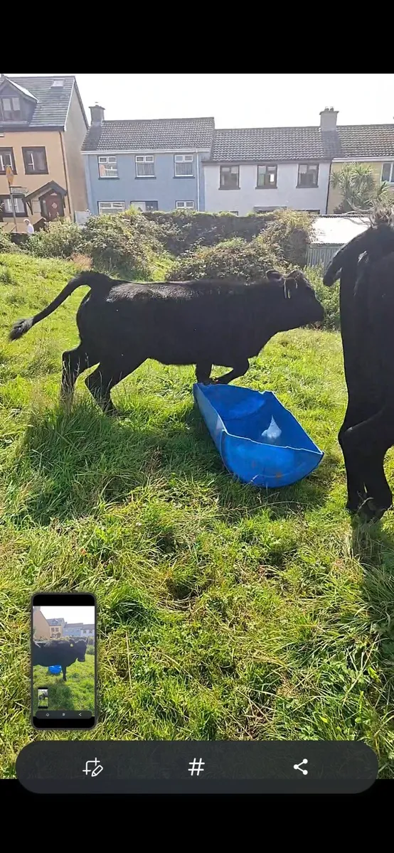Aberdeen Angus Full Symbol Organic cow and calf - Image 3