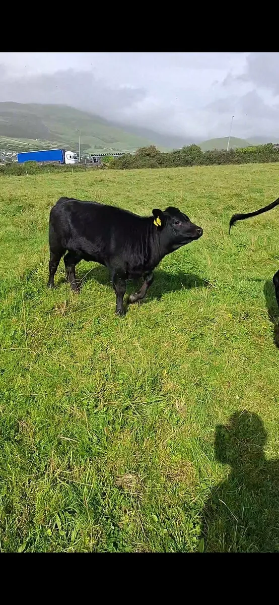 Aberdeen Angus Full Symbol Organic cow and calf - Image 4