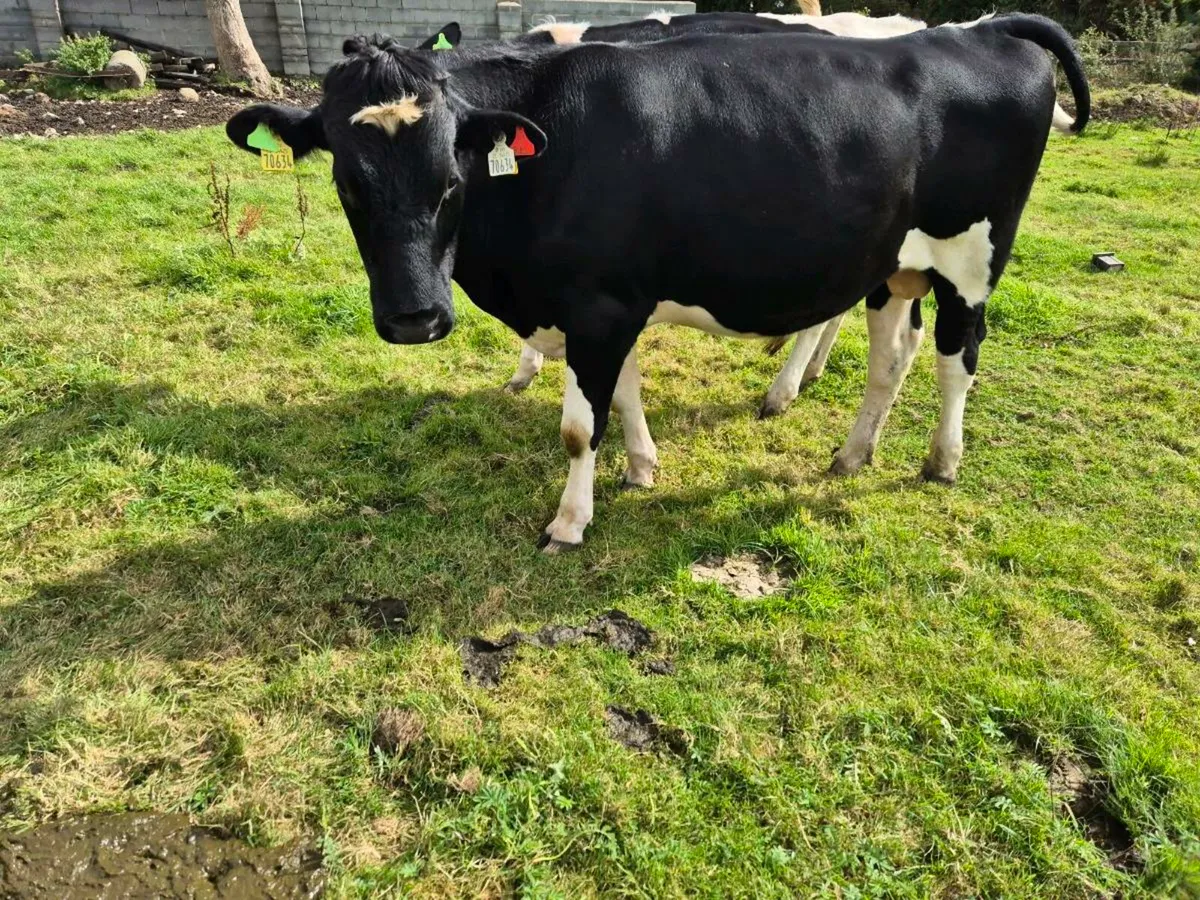 Freisian bull - Image 1