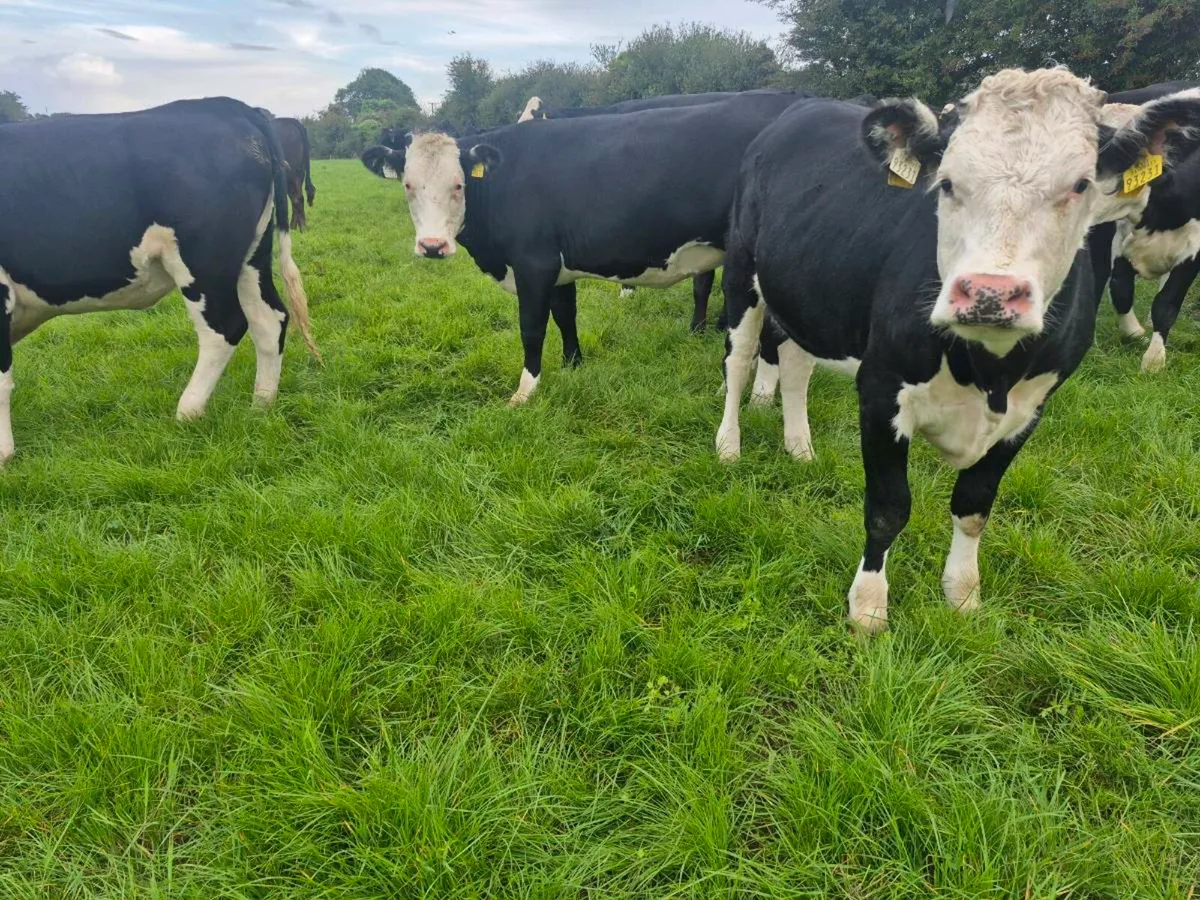 20 Hereford heifers for sale - Image 3