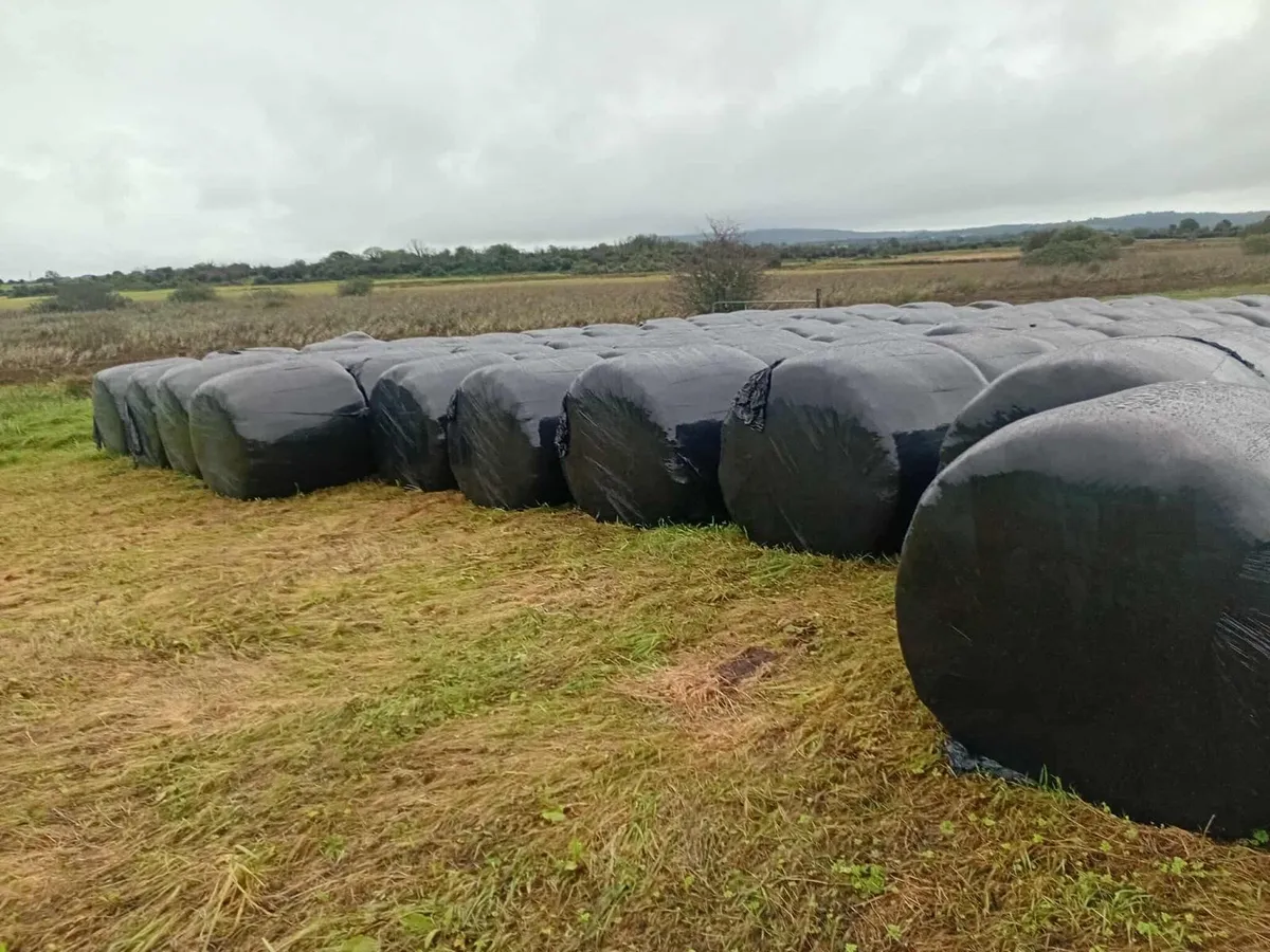 Silage Bales-  Baled 20/08/25 - Image 3