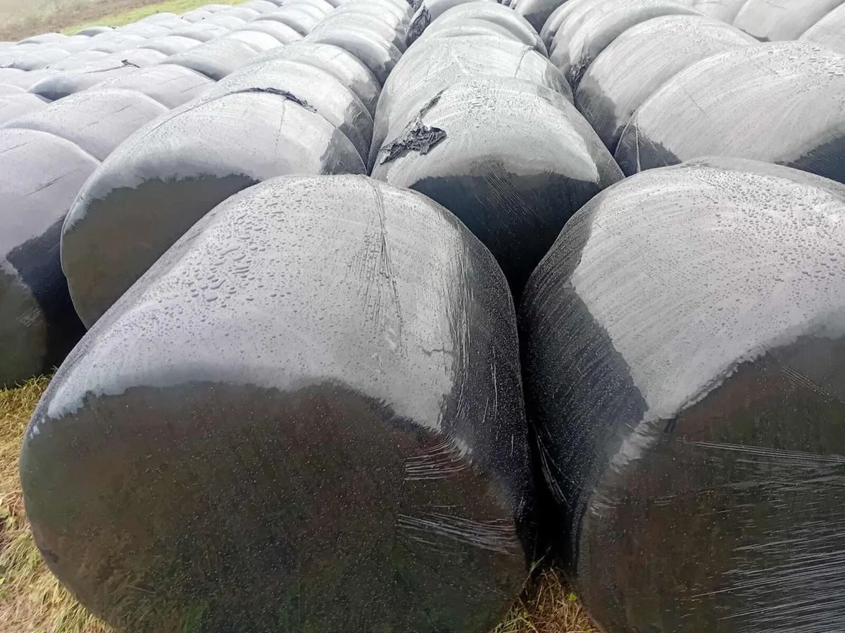 Silage Bales-  Baled 20/08/25 - Image 4