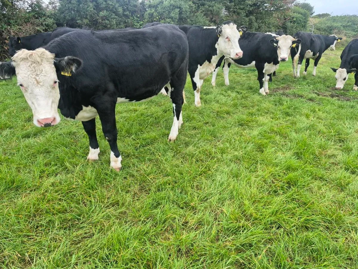 20 Hereford heifers for sale - Image 4