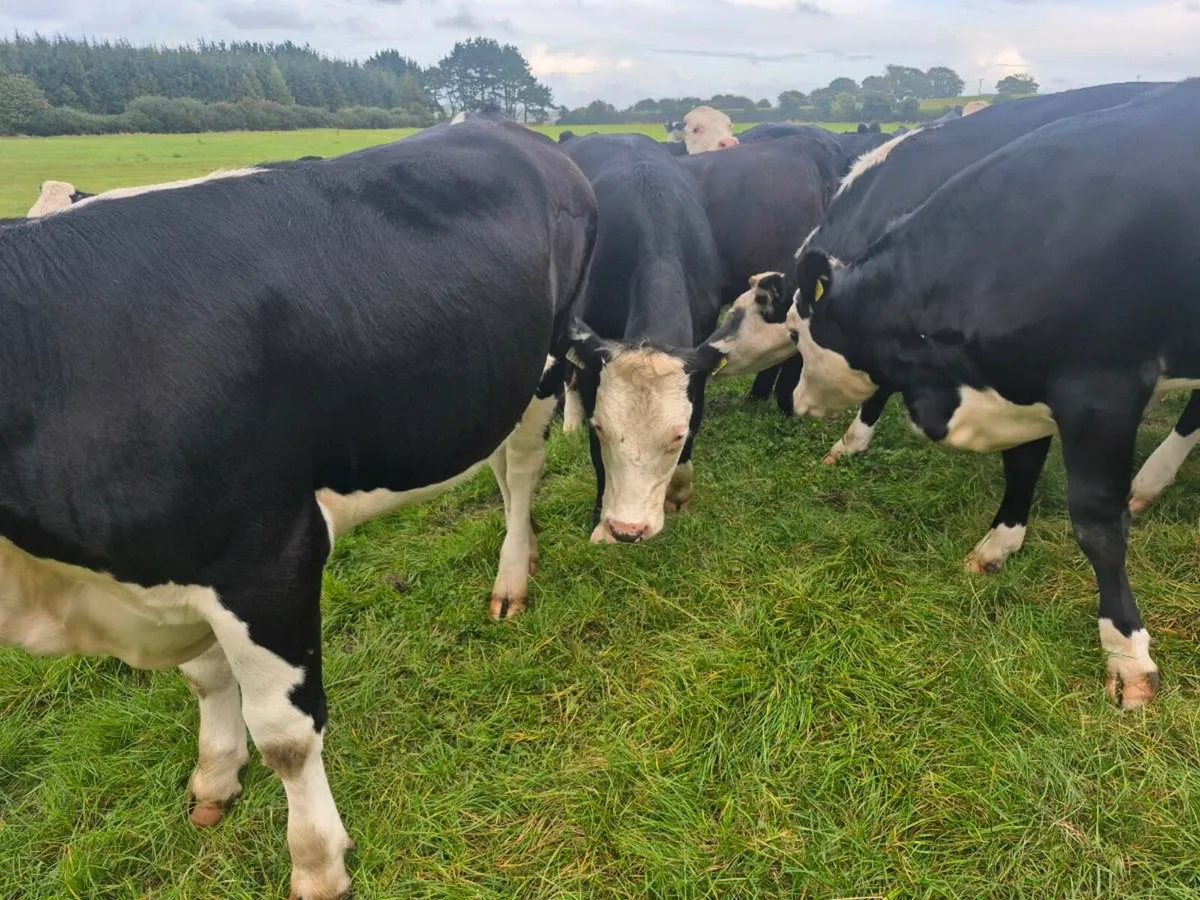 20 Hereford heifers for sale - Image 1