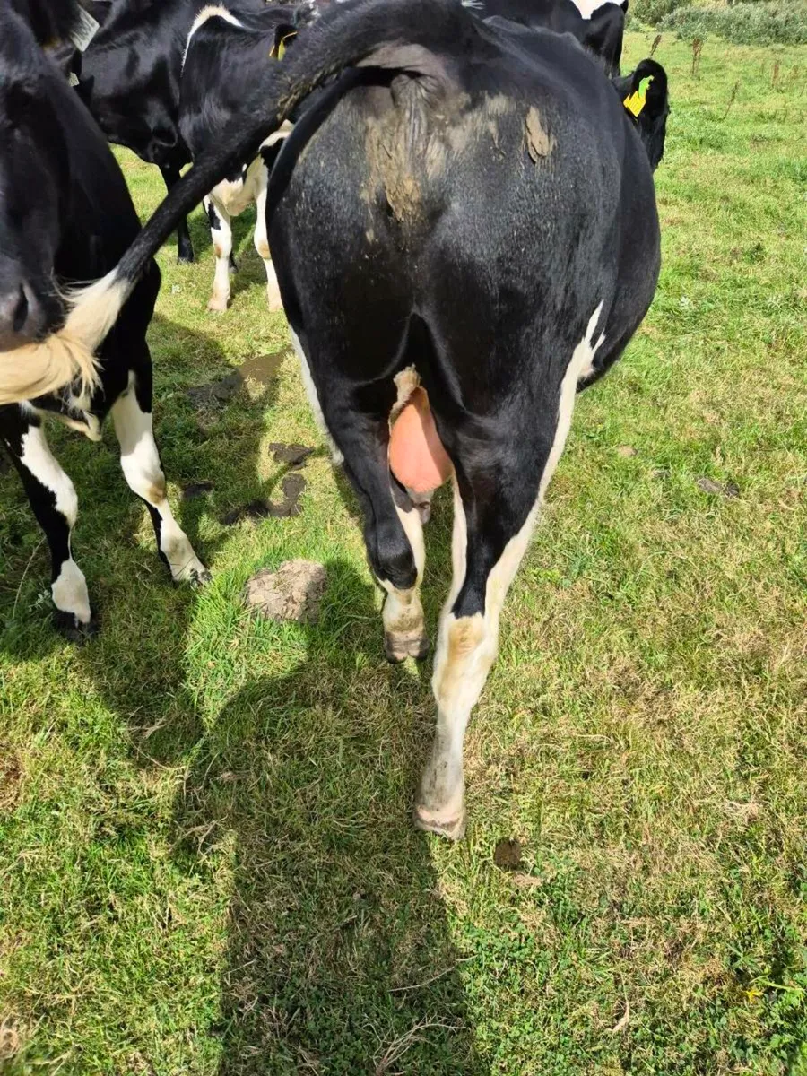 Freisian bull - Image 2