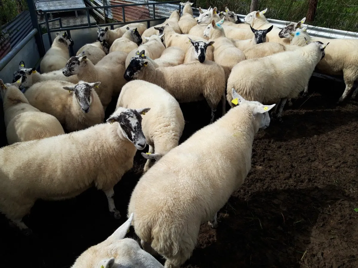 Hoggets Drumshambo Mart - Image 3