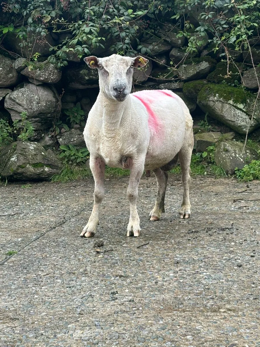 Charlolies ram - Image 1