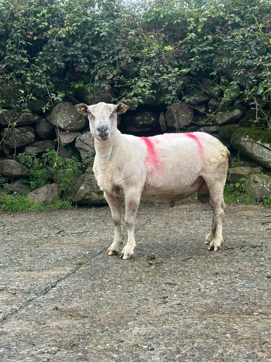 Charlolies ram - Image 2