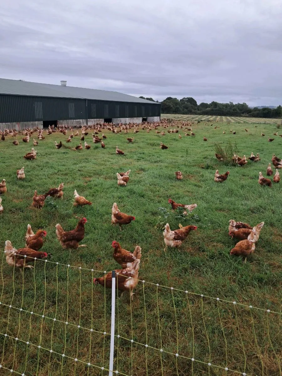 Laying free Range Hens