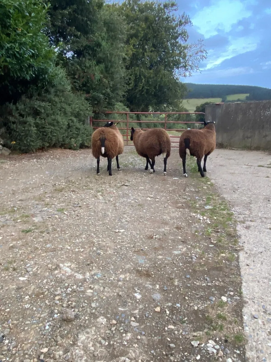 Pedigree zwartble ewe lambs - Image 2