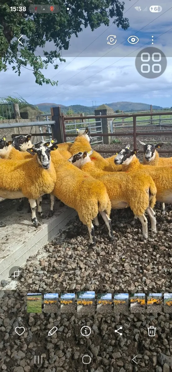 ****Super Breeding Hoggets**** - Image 1