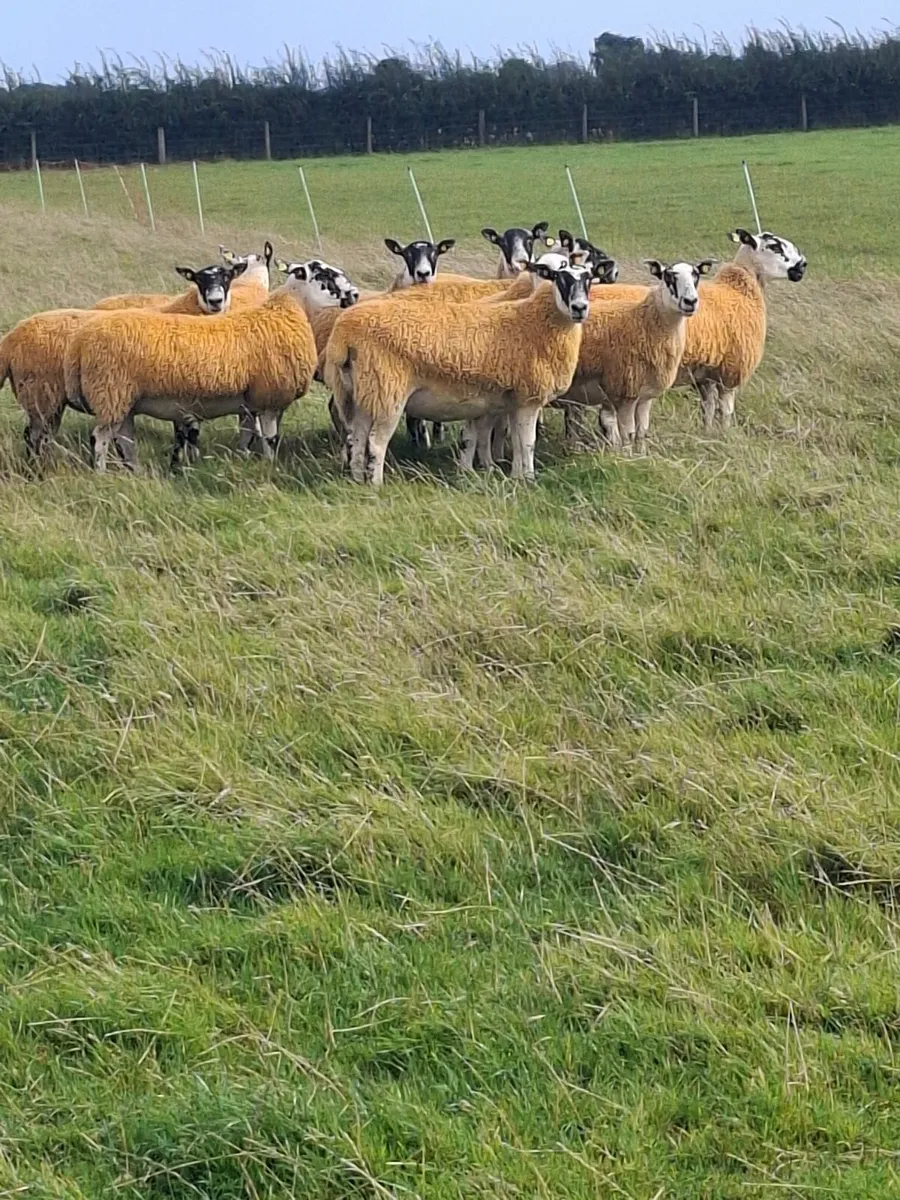 ****Super Breeding Hoggets**** - Image 2