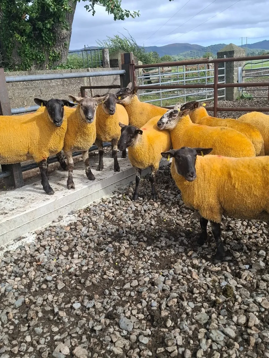 ****Super Breeding Hoggets**** - Image 3