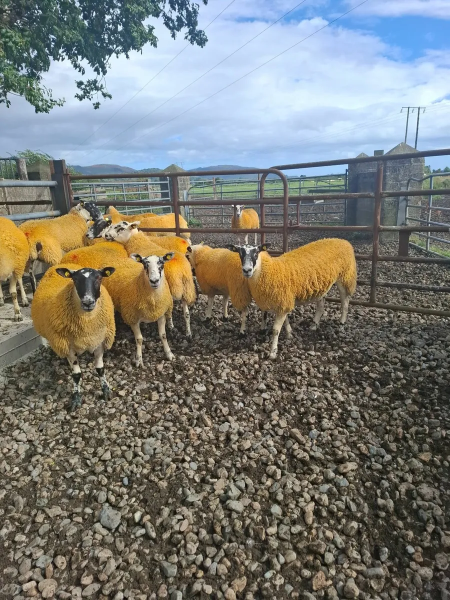 ****Super Breeding Hoggets**** - Image 4