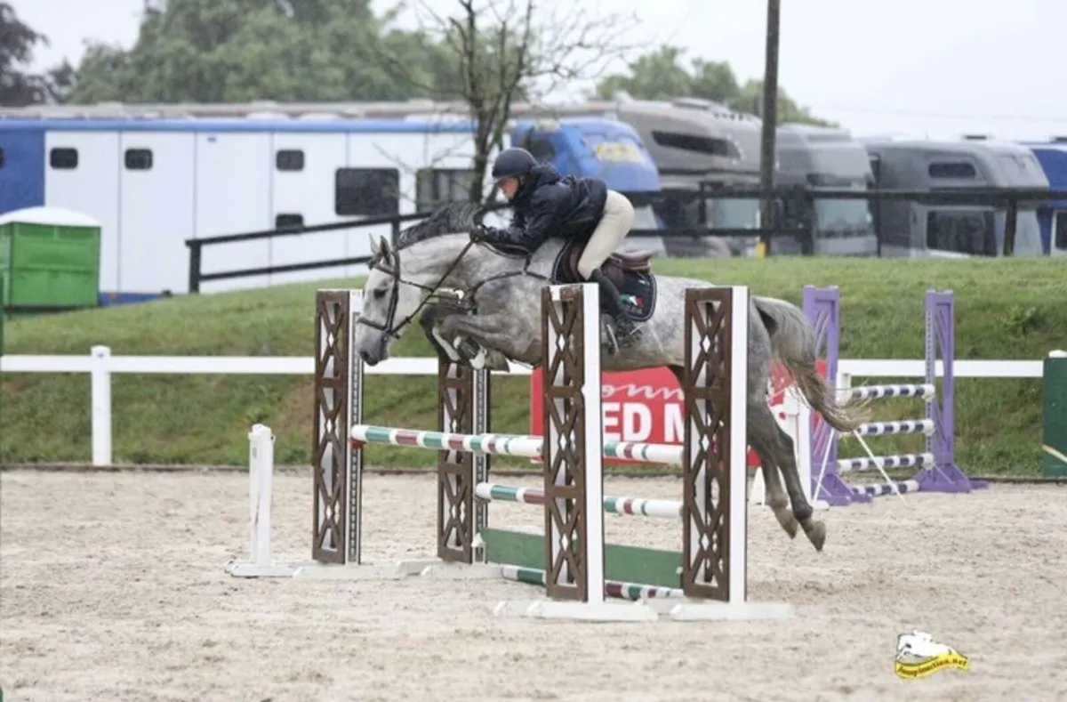 Starlight Sapphire 4yo Mare - Image 1