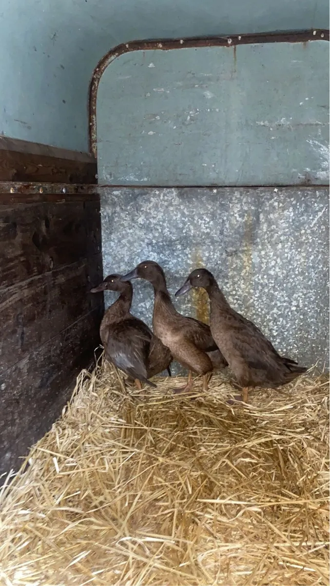 3 ducks - Image 2