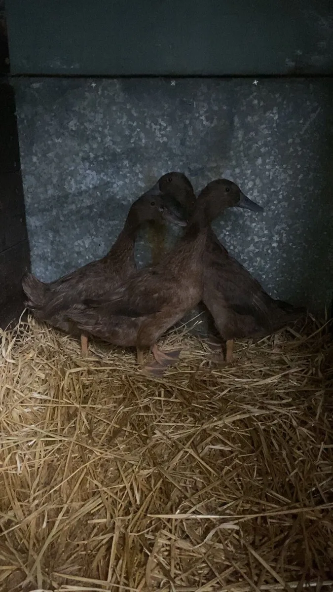 3 ducks - Image 3