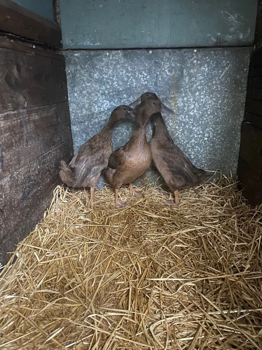 3 ducks - Image 4