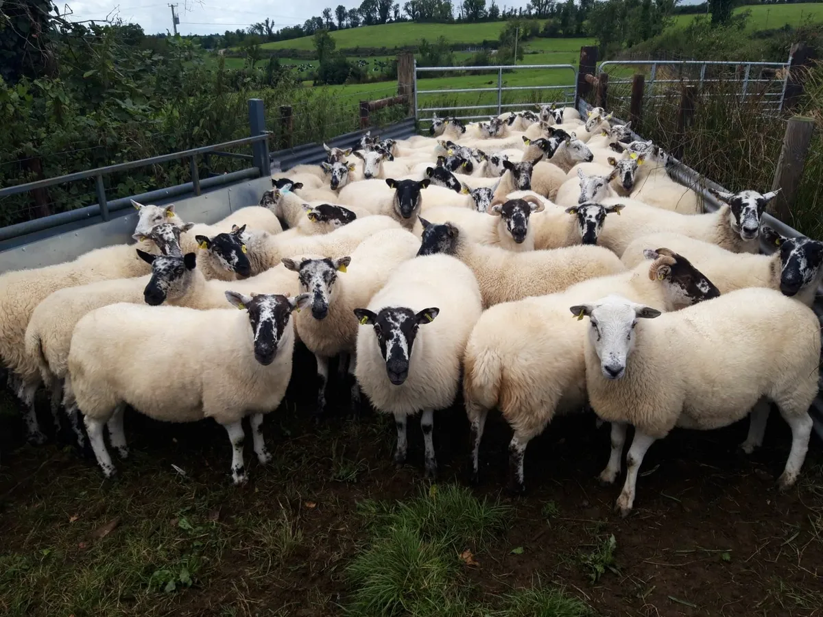 Hoggets Drumshambo Mart - Image 1