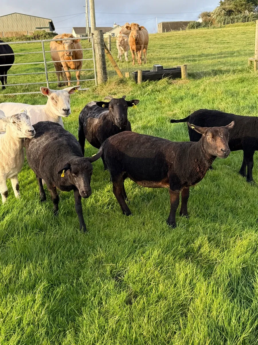 Hogget ewes - Image 2