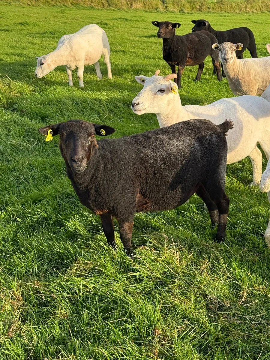 Hogget ewes - Image 3