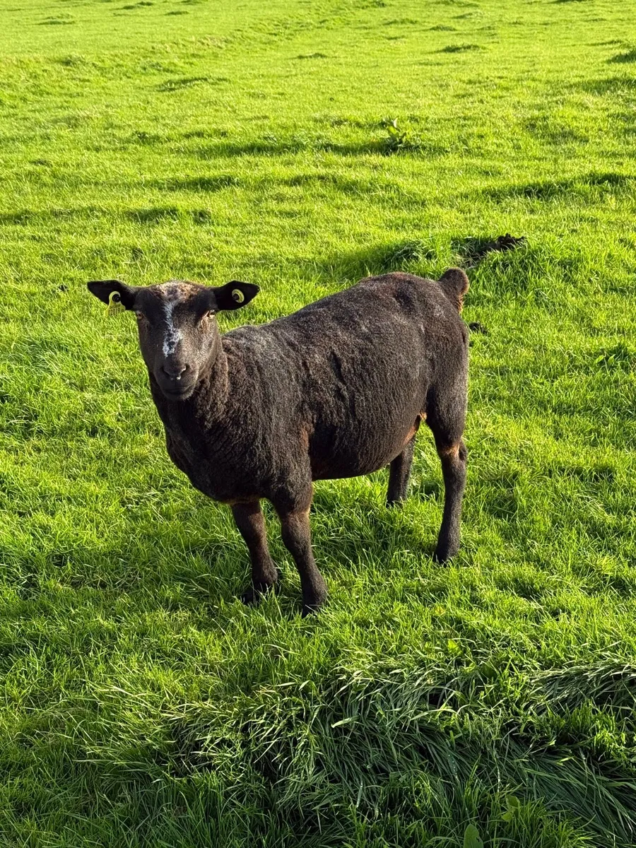 Hogget ewes - Image 4