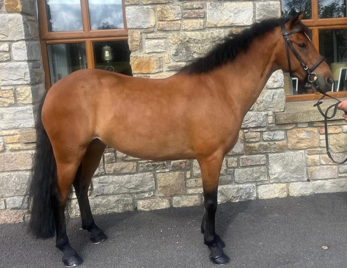 128 Grade A super pony - Image 1