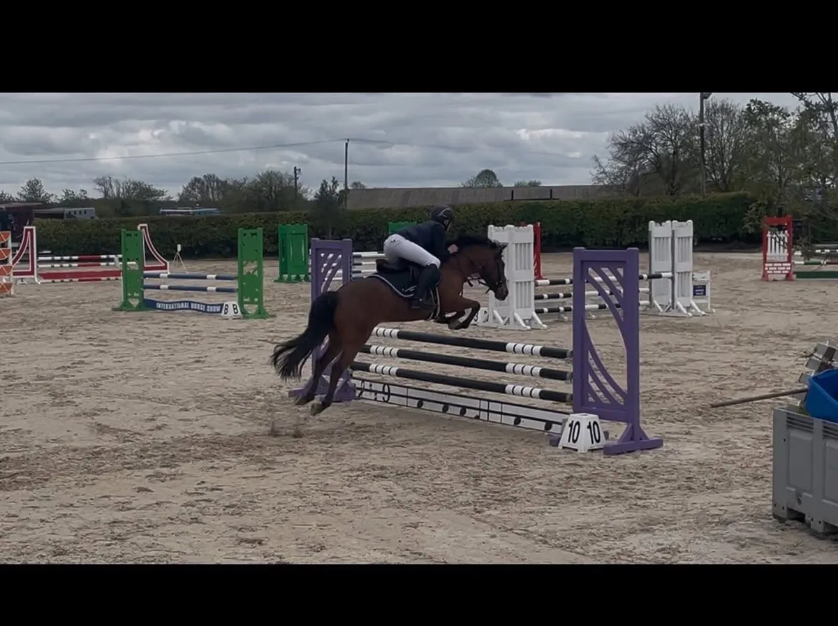 128 Grade A super pony - Image 2