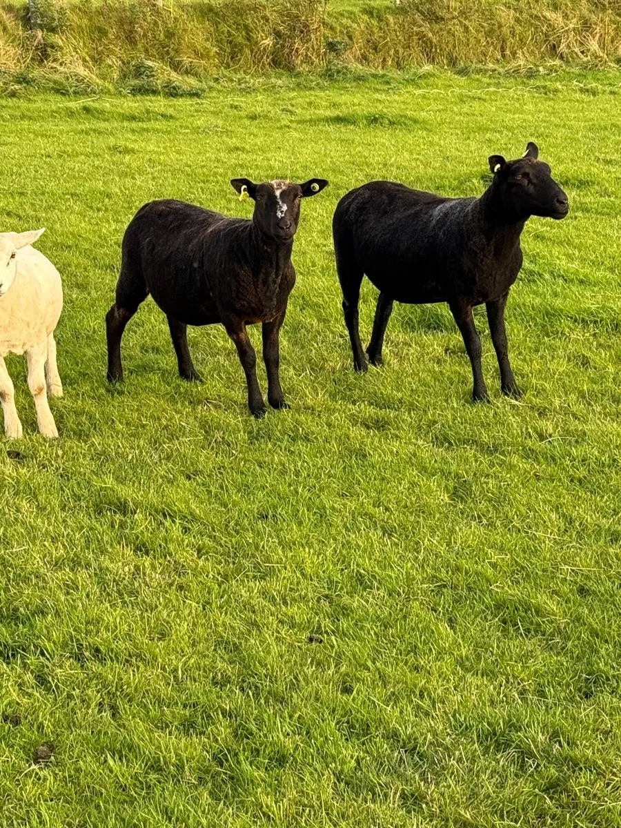 Hogget ewes - Image 1
