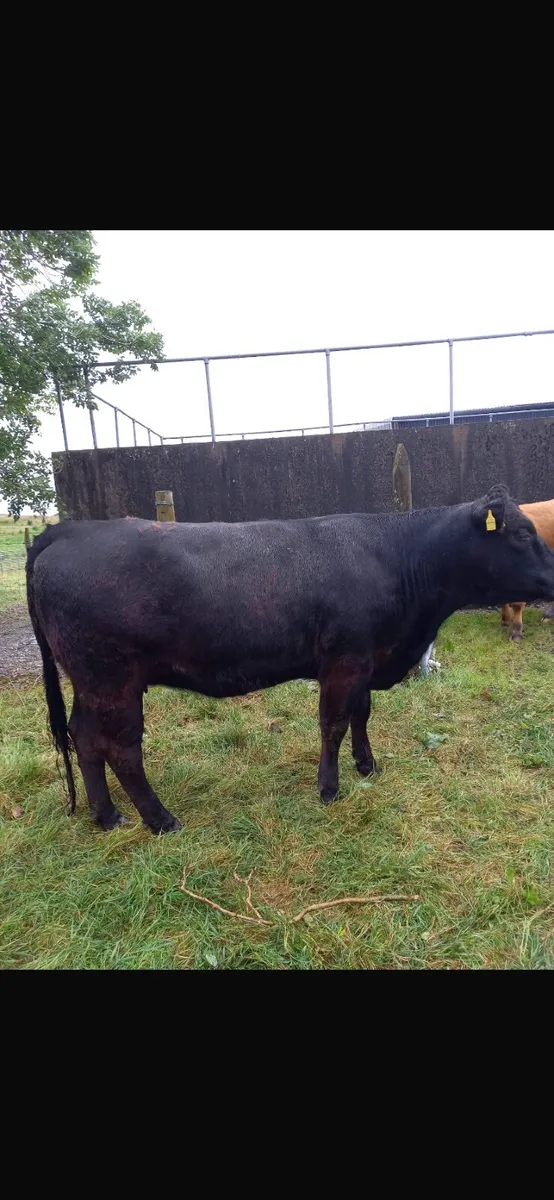 Incalf heifers - Image 2