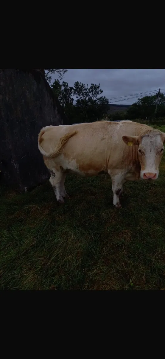 Incalf heifers - Image 3
