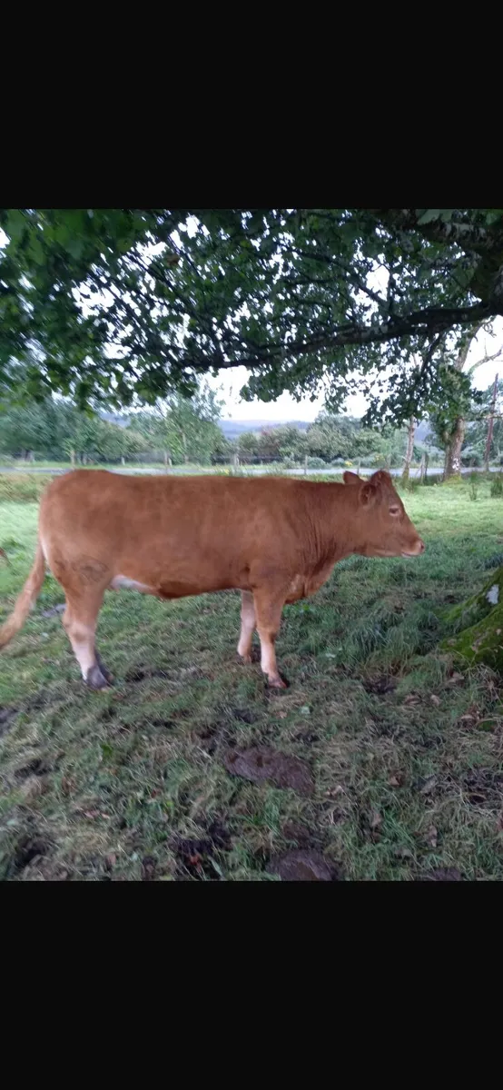 Incalf heifers - Image 1
