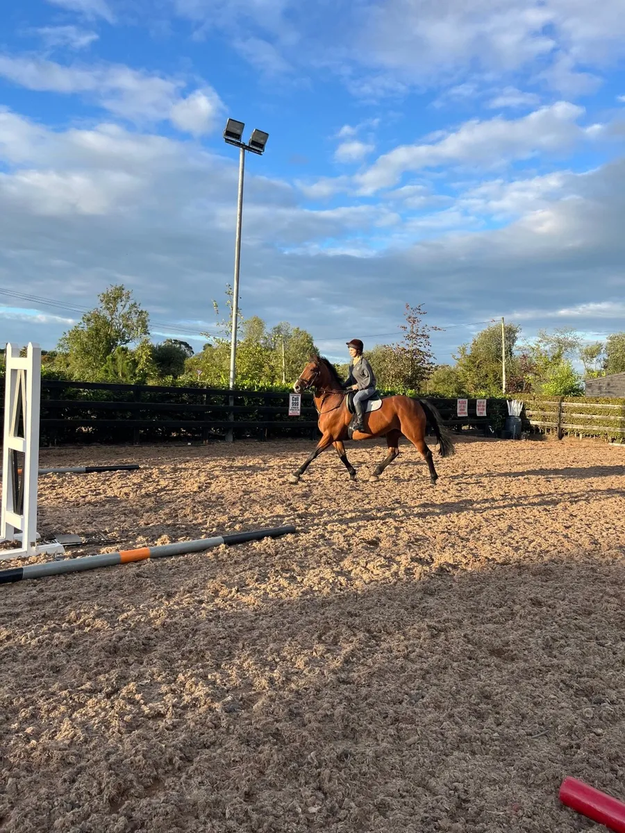15’2/3 8yo Bay ISH mare - Image 2