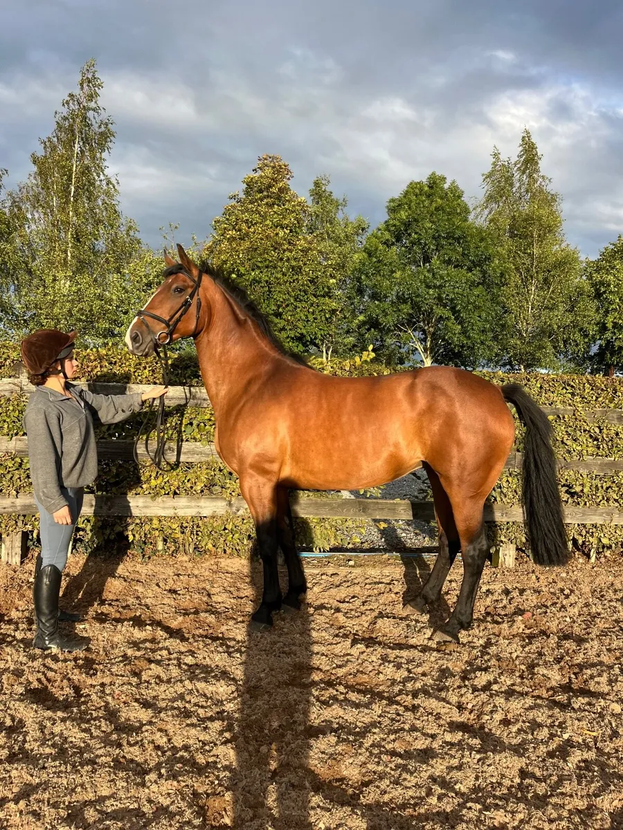 15’2/3 8yo Bay ISH mare - Image 1