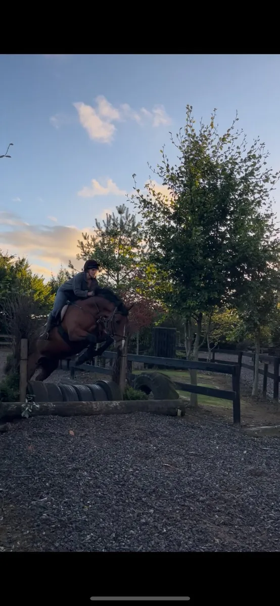 15’2/3 8yo Bay ISH mare - Image 3
