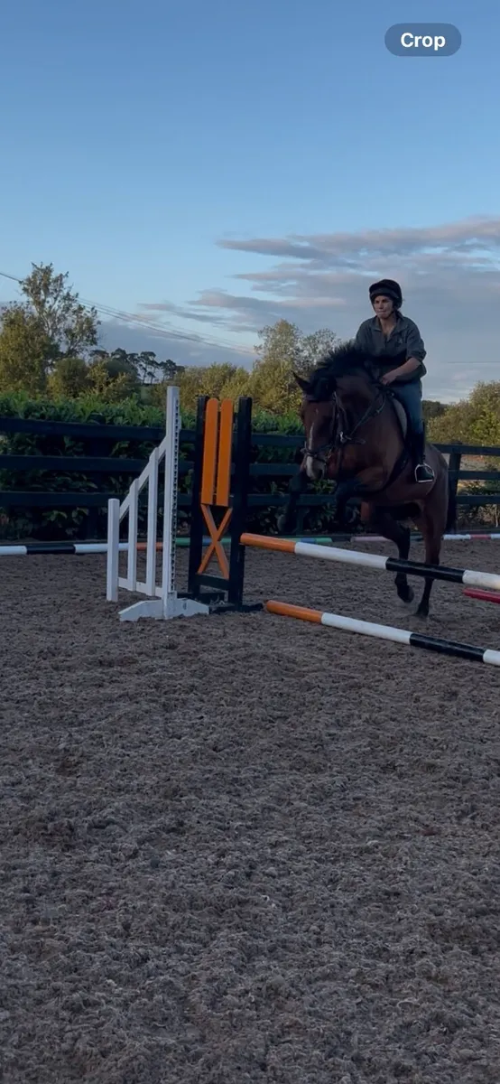 15’2/3 8yo Bay ISH mare - Image 4