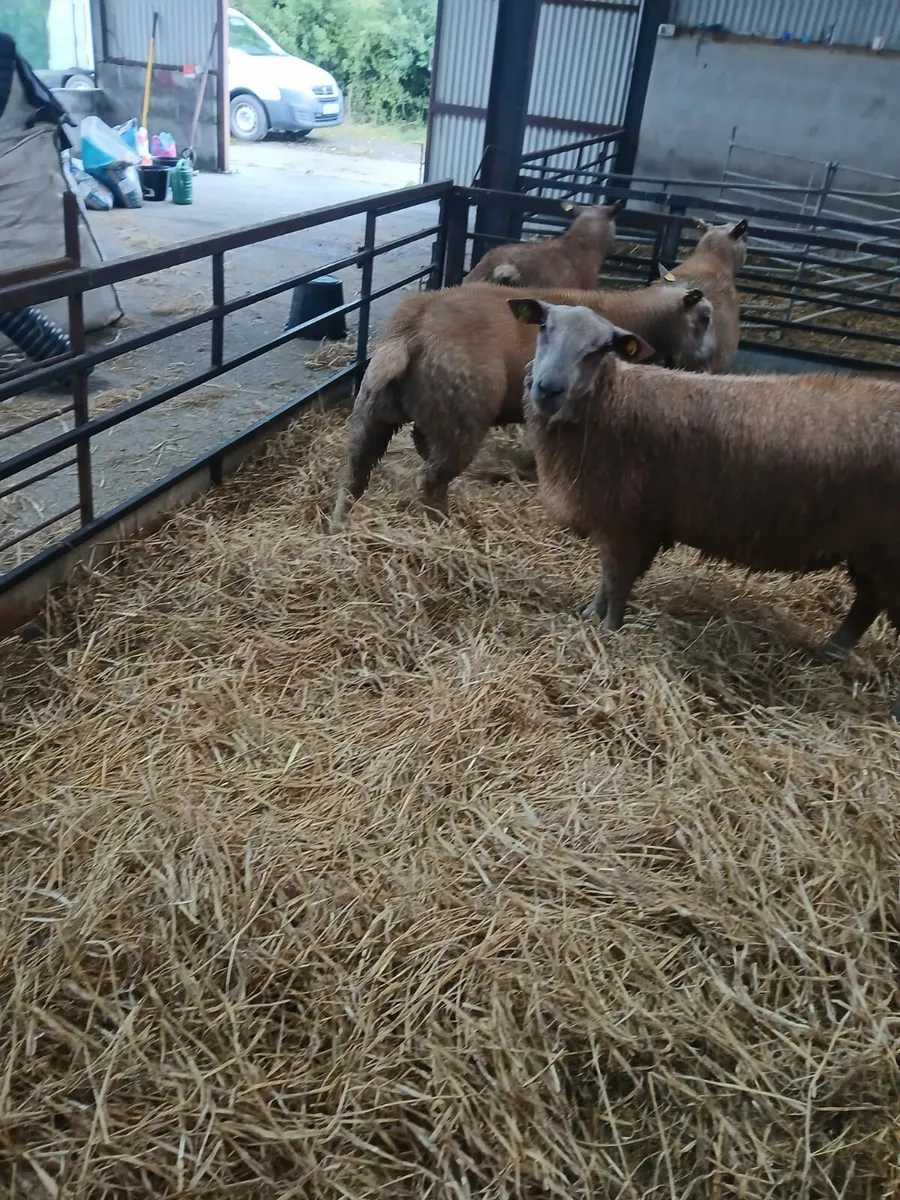 Pedigree  ram  lambs - Image 2