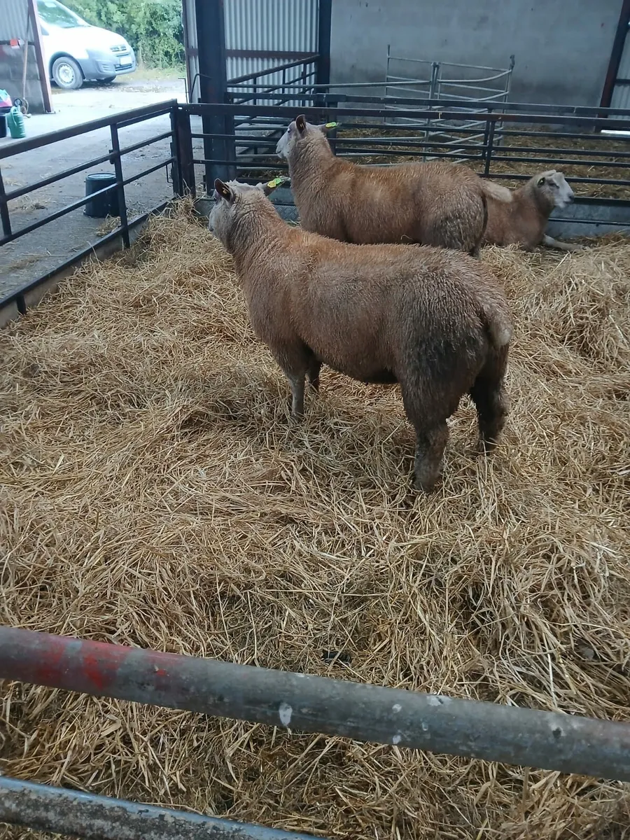 Pedigree  ram  lambs - Image 3