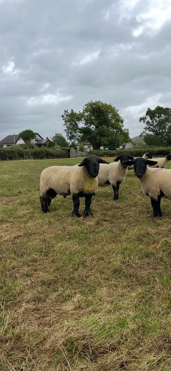 Suffolk Shearling Ram - Image 1