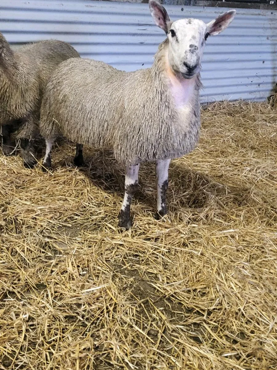 Ram lamb 3/4 bluefaced 1/4 NCC - Image 2