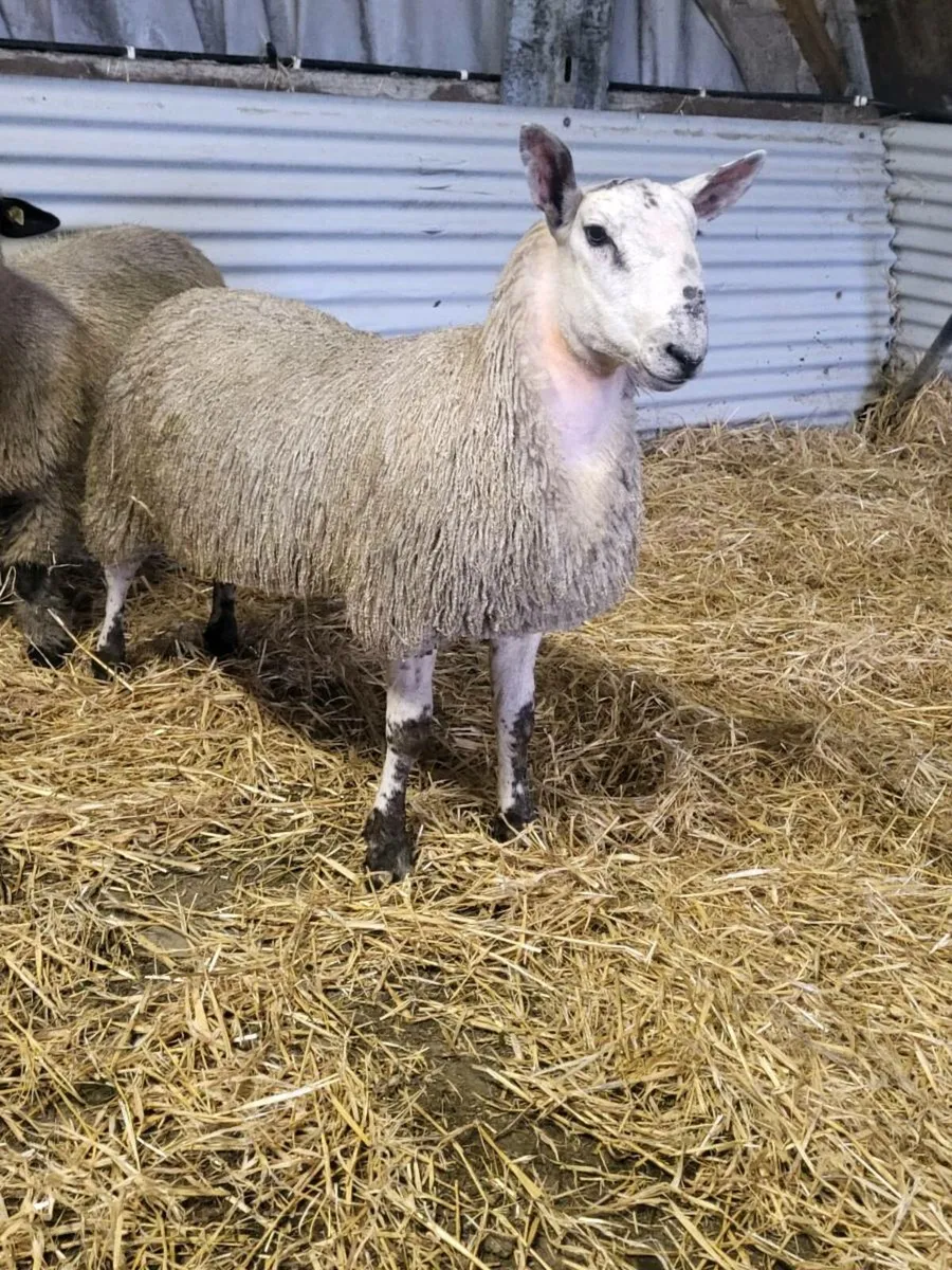Ram lamb 3/4 bluefaced 1/4 NCC - Image 3