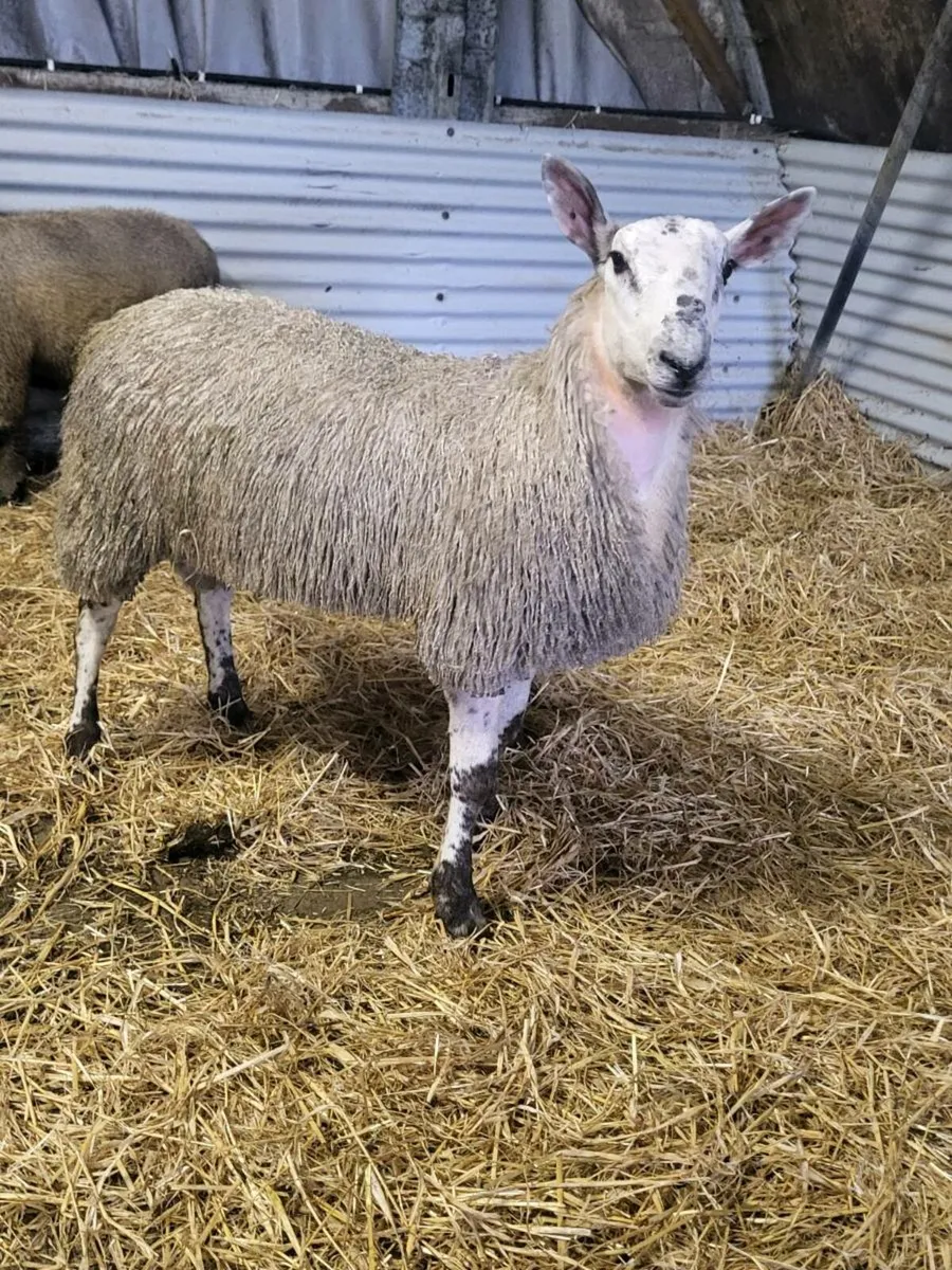 Ram lamb 3/4 bluefaced 1/4 NCC - Image 4