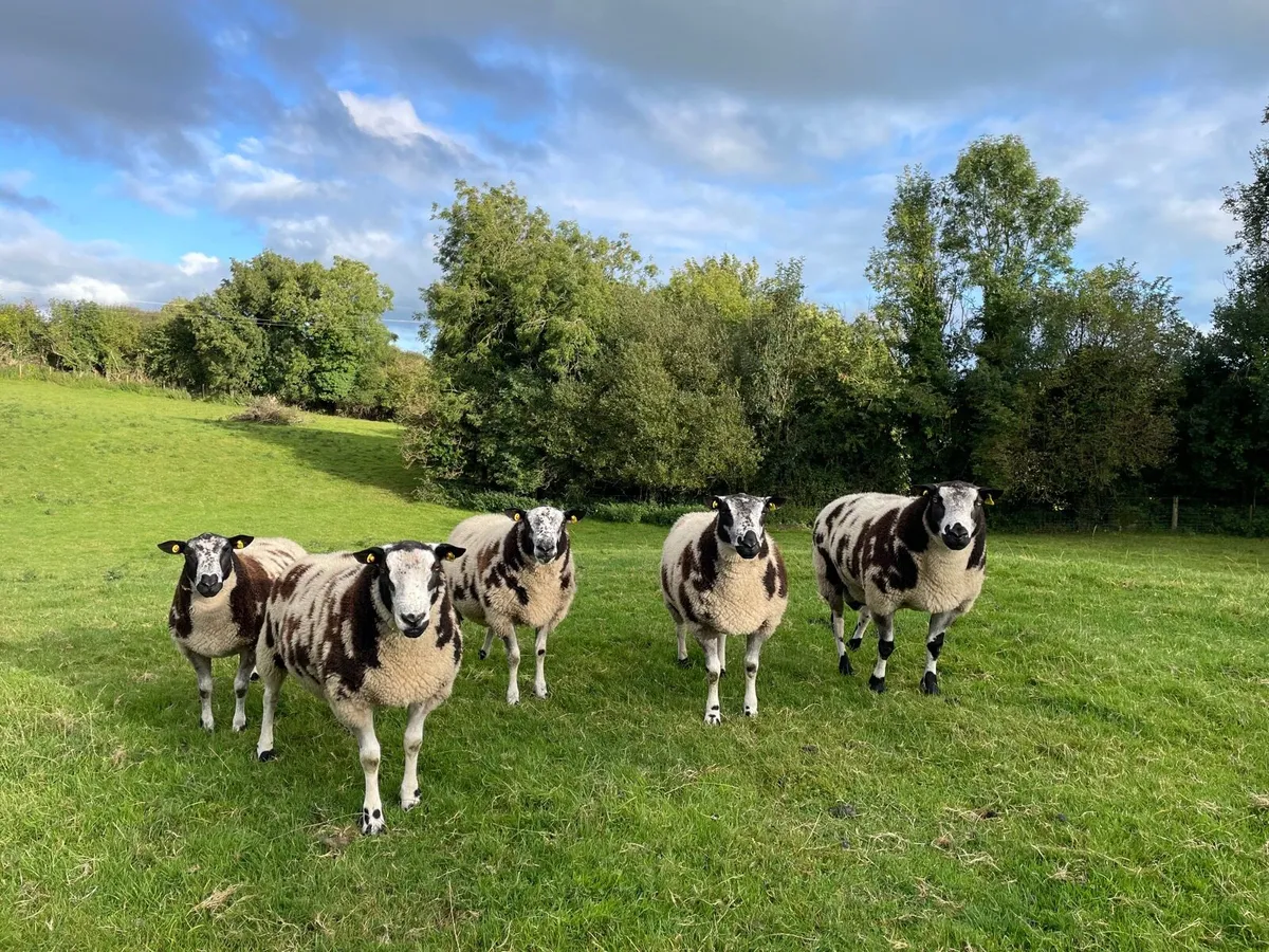 Dutch Spotted Rams