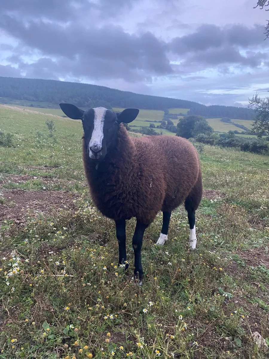 Sheep - Image 2