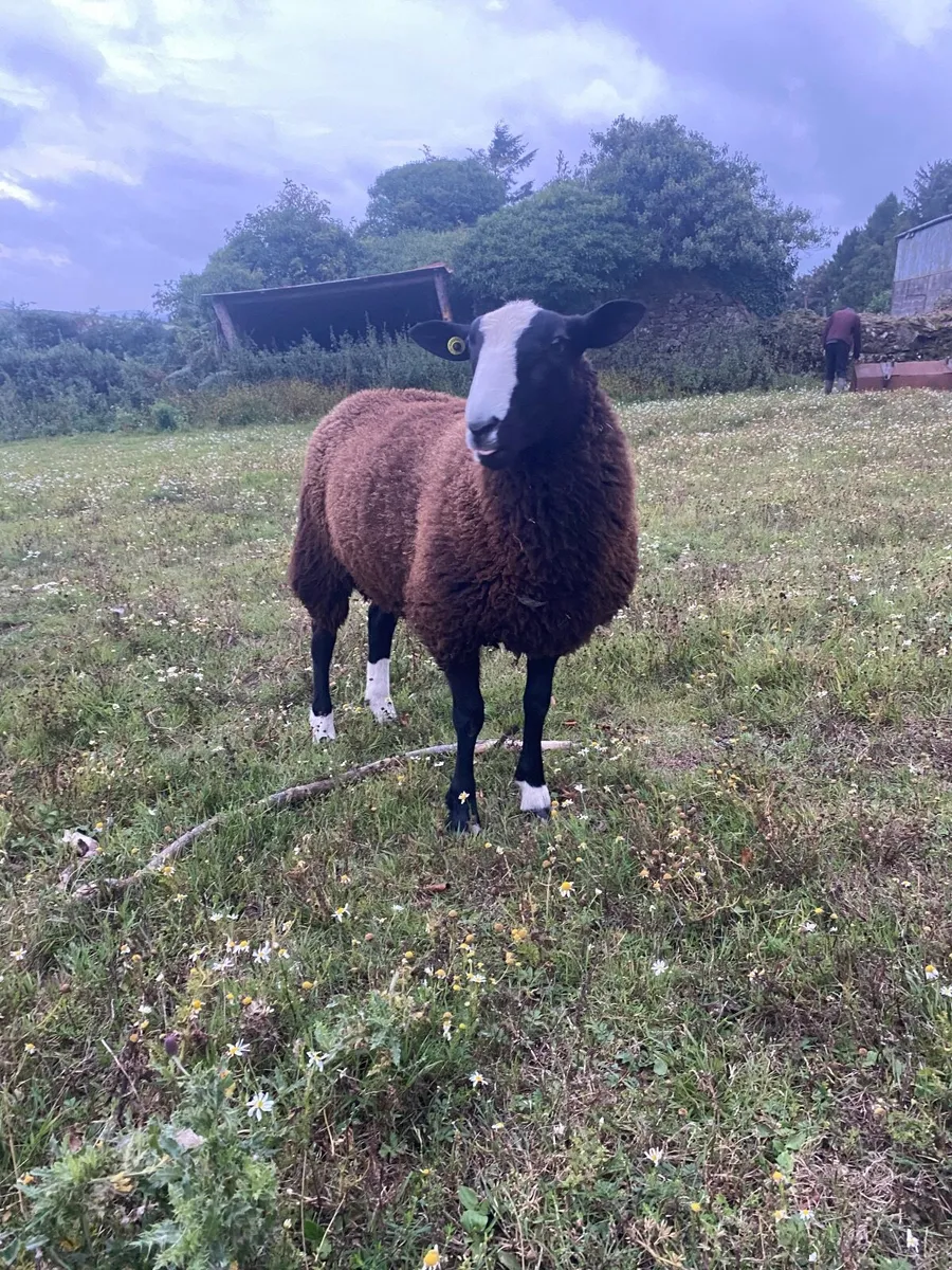 Sheep - Image 3
